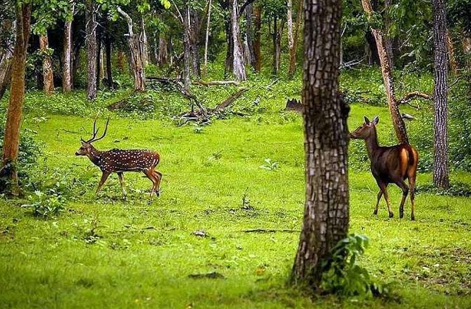 Karnataka Wildlife & Plantation Tour